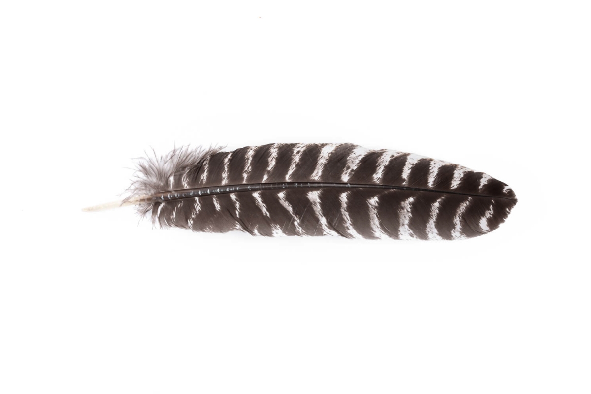 Turkey Feather 